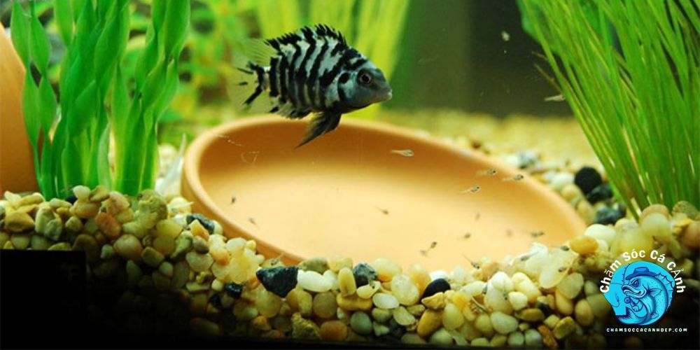 Nuôi chung với Cá Két panda