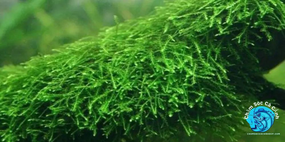 Rêu Java (Taxiphyllum barbieri)