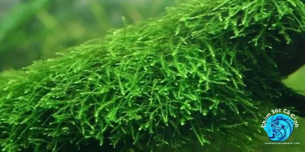 Rêu Java (Taxiphyllum barbieri)