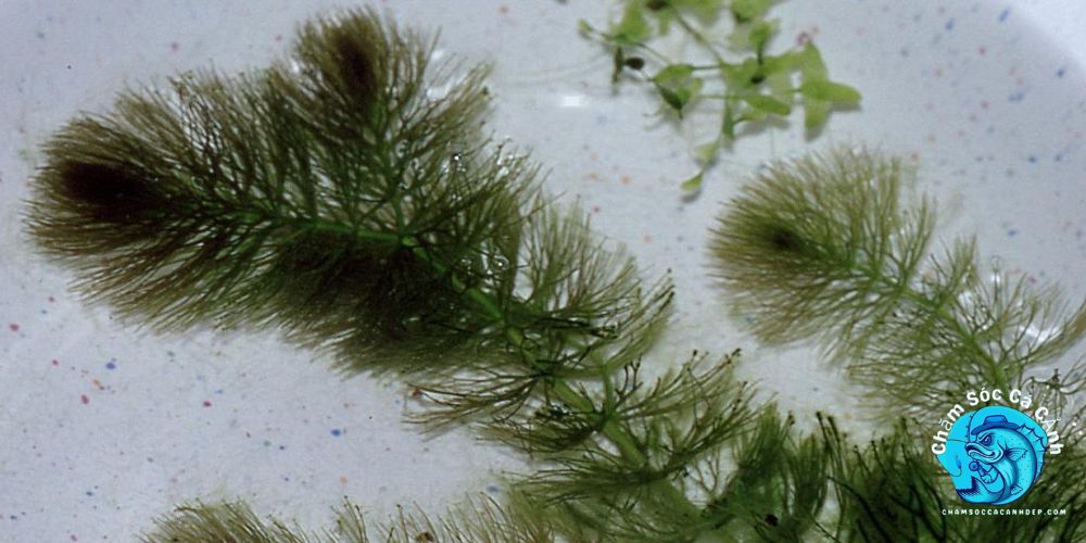 Rong Đuôi Chồn (Ceratophyllum demersum)