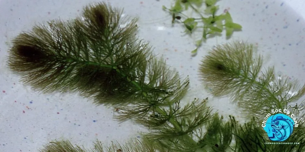 Rong Đuôi Chồn (Ceratophyllum demersum)