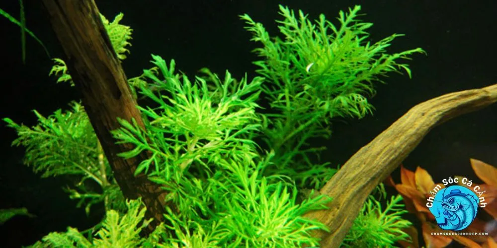 Thủy Cúc (Hygrophila difformis)