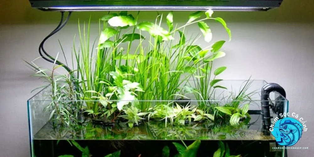 Thủy Trúc (Equisetum japonicum)
