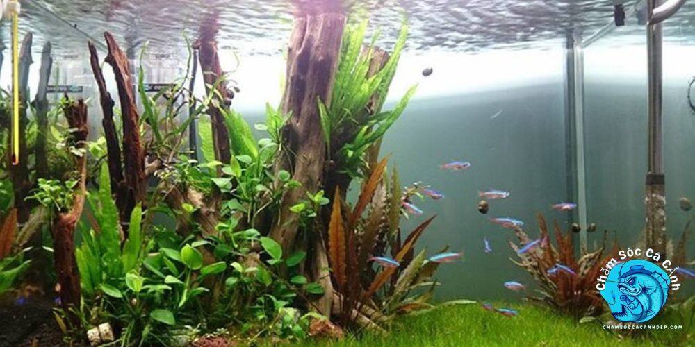 Tiêu Thảo (Anubias barteri)
