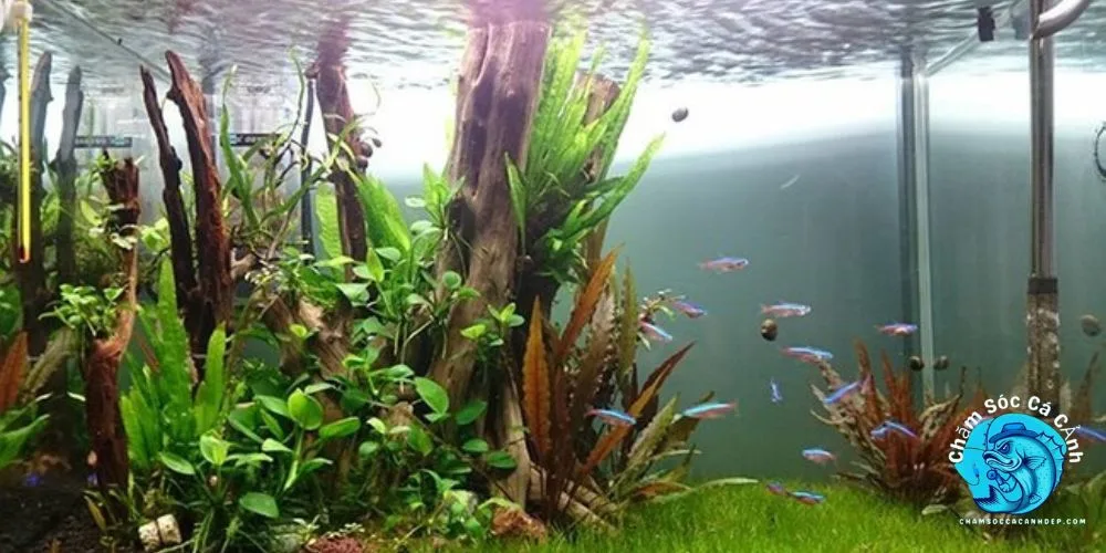 Tiêu Thảo (Anubias barteri)