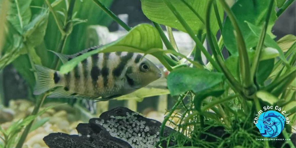 Tính cách thân thiện và dễ hòa đồng