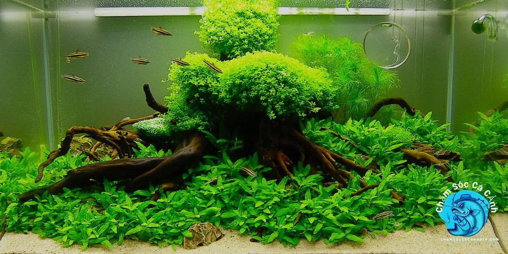 Trân Châu Nhật (Hemianthus callitrichoides)