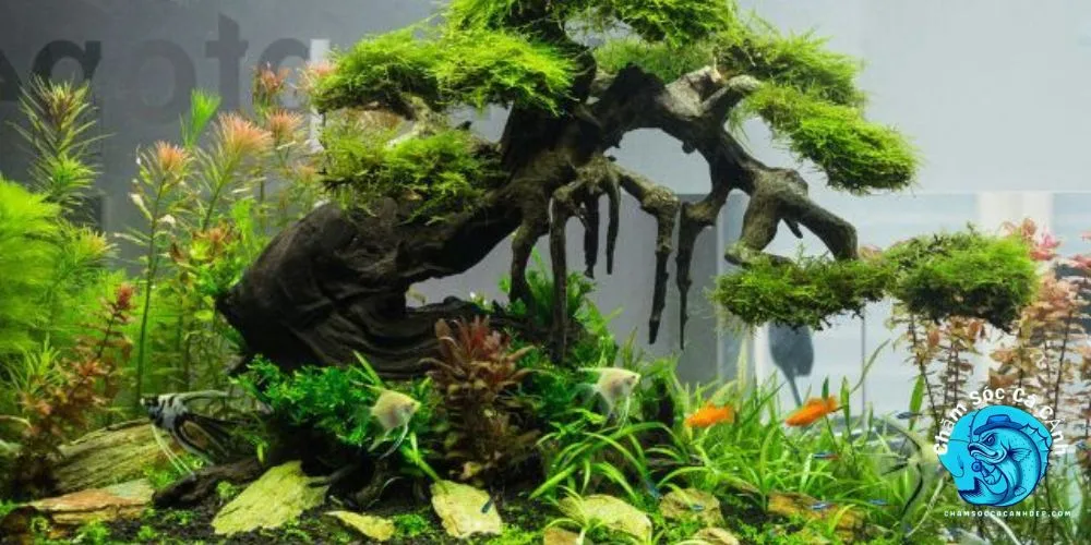 Trang Trí Bể Cá