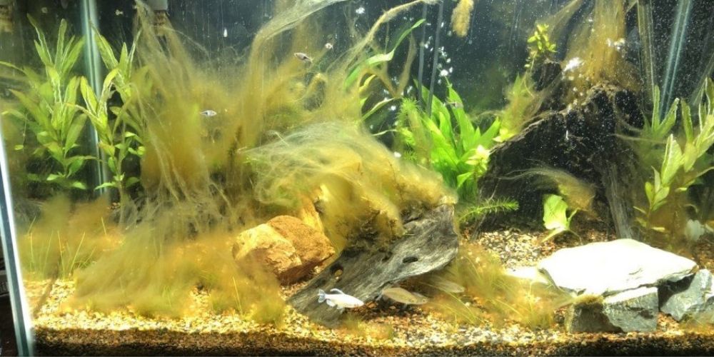 Cách phòng ngừa tảo nâu