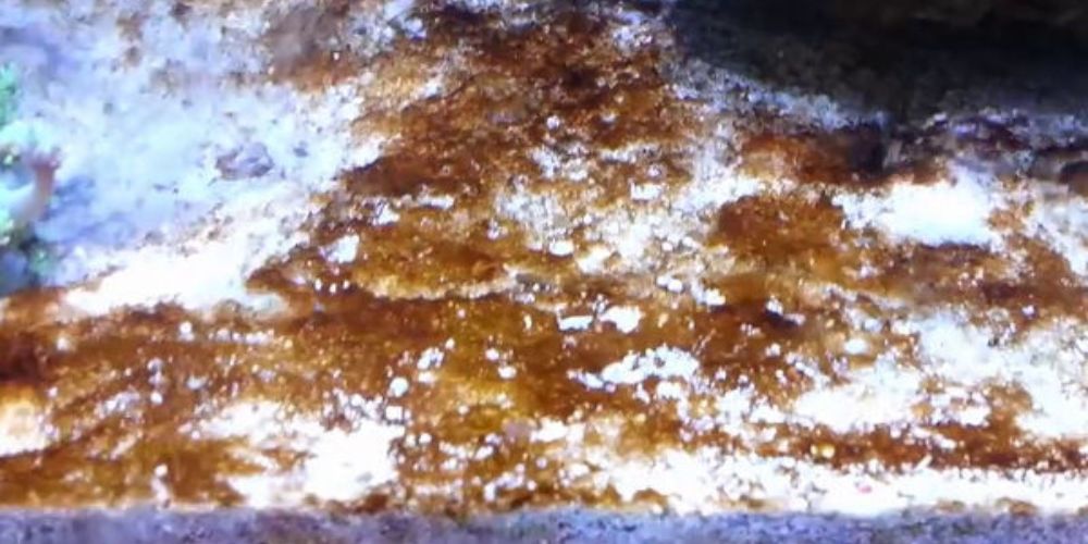 Cách trị tảo nâu hiệu quả trong hồ cá