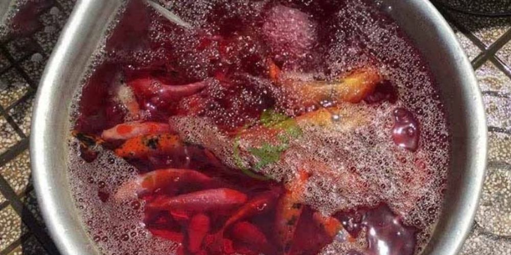 Sử Dụng Thuốc Tím Hồ Cá