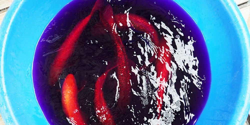 Xử Lý Khi Lỡ Dùng Quá Liều