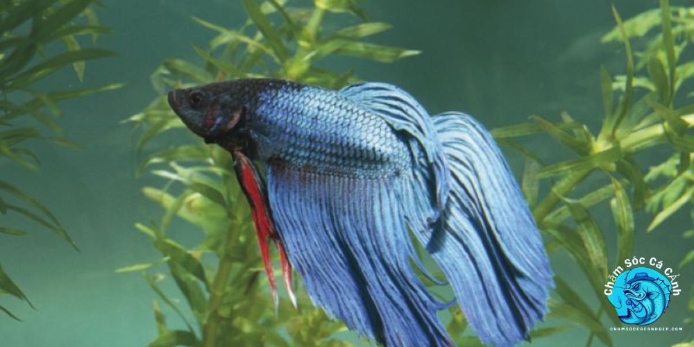 Cách chữa trị cá betta bị túm đuôi