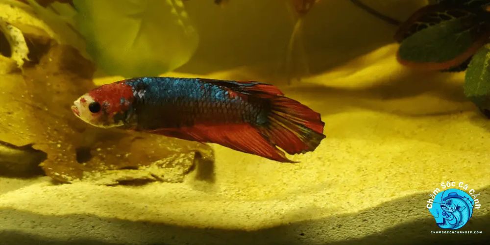 Sai lầm thường gặp