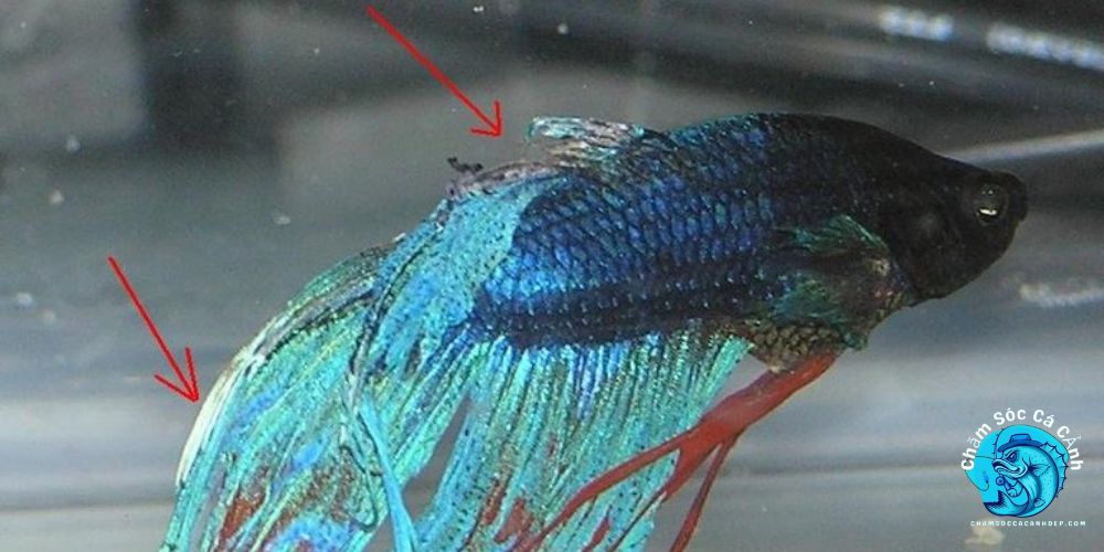 Cá betta bị túm đuôi