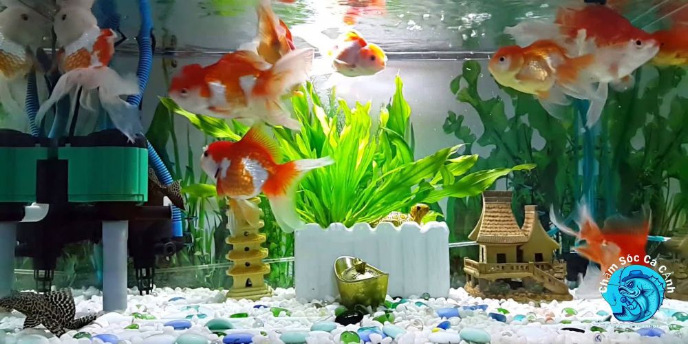 Cá chịu lạnh – lựa chọn cho mùa đông