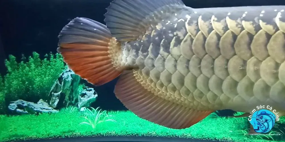 Dấu hiệu nhận biết cá rồng bị nấm