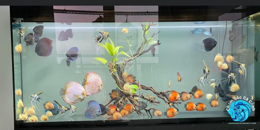 Thiết kế bể cá mùa lạnh_ Gợi ý chuẩn