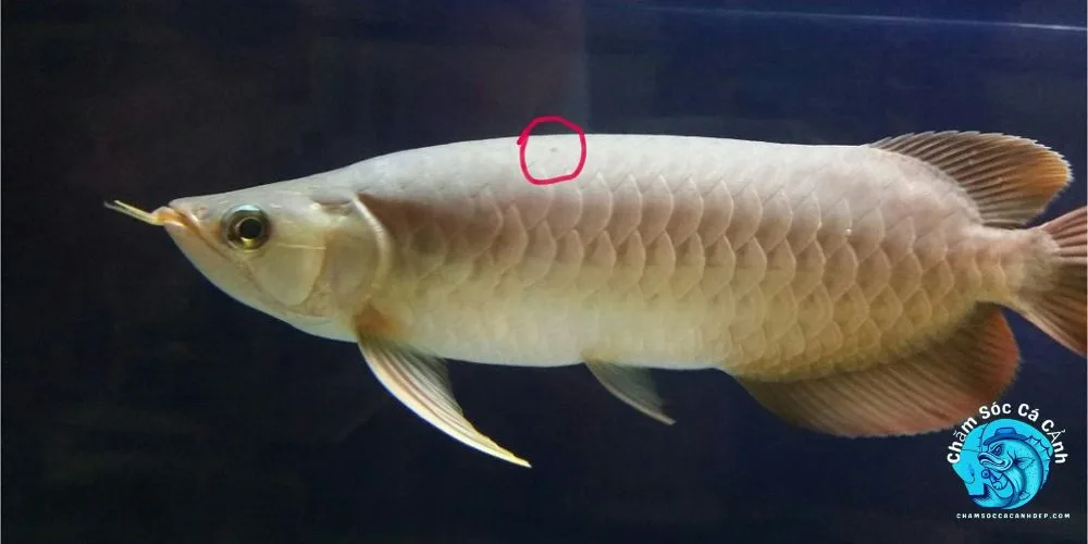 Tổng quan về bệnh nấm ở cá cảnh