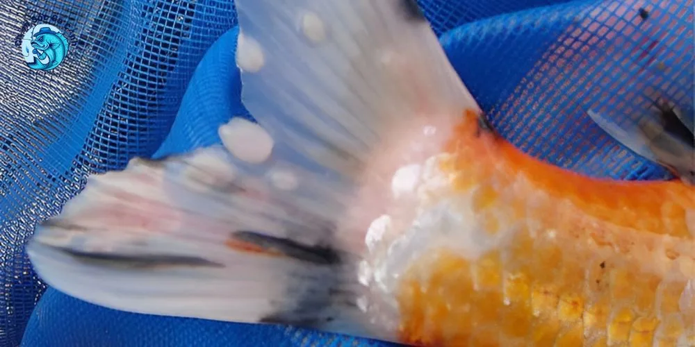 Bệnh Thối Vây Ở Cá Là Gì?