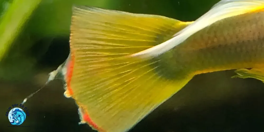 Cách Phòng Tránh Cá Bị Thối Vây Tái Phát