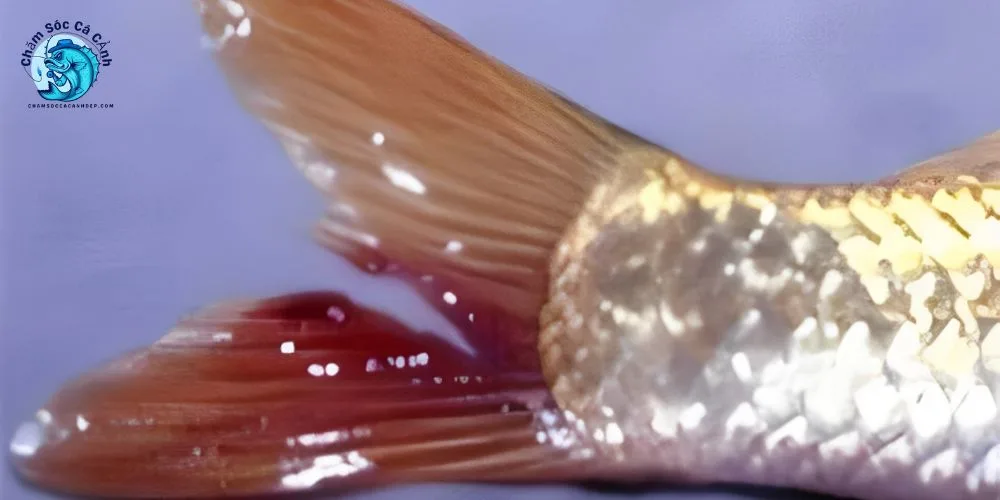 Cách Chữa Cá Bị Thối Vây Hiệu Quả