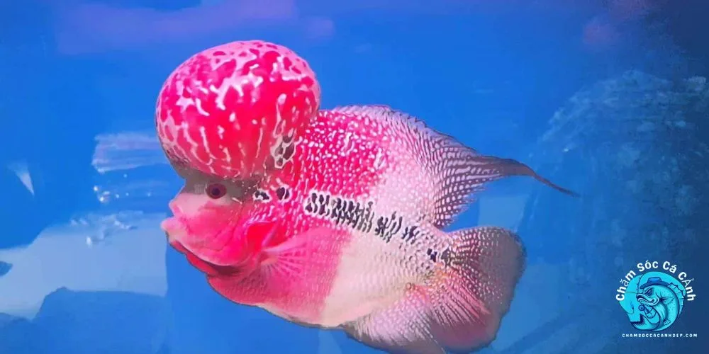 Nấm Trắng Ở Cá La Hán Là Gì?