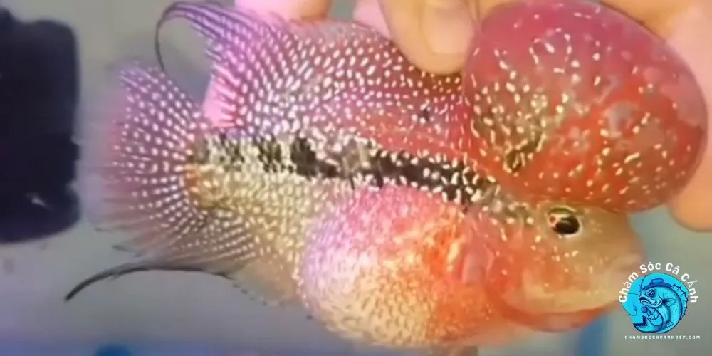 Nguyên Nhân Khiến Cá La Hán Bị Nấm Trắng