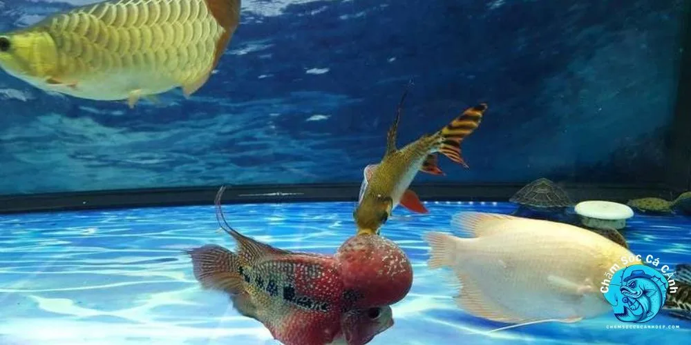 Cách Phòng Ngừa Nấm Trắng Cho Cá La Hán