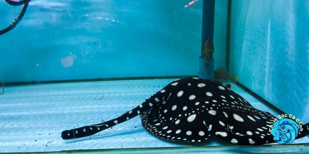 Giới thiệu về Cá Sam