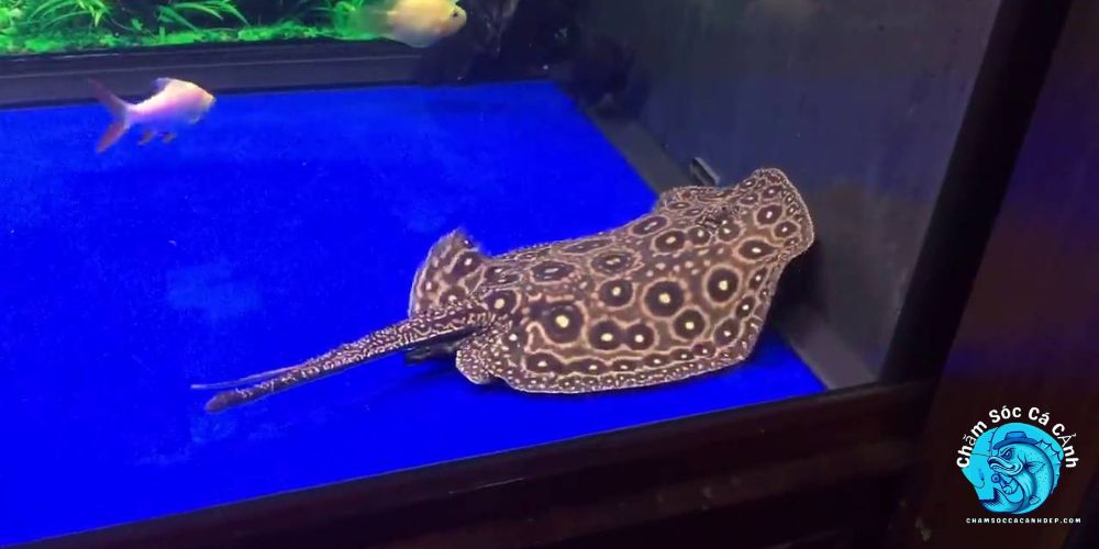 Thức ăn và chế độ dinh dưỡng