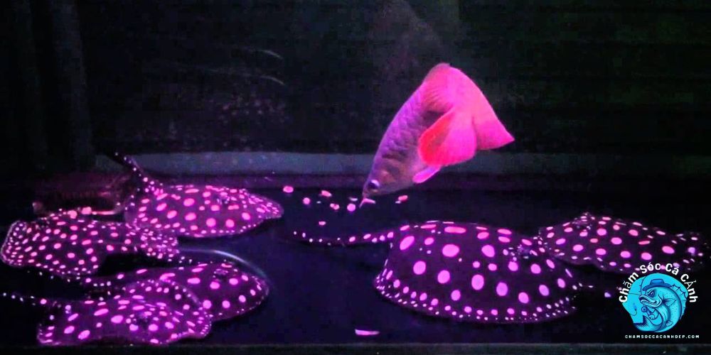 Cá Sam trong phong thủy và trang trí