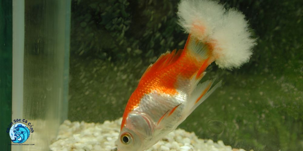 Nấm thuỷ mi là gì?