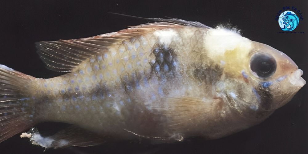 Dấu hiệu nhận biết cá bị nấm thuỷ mi