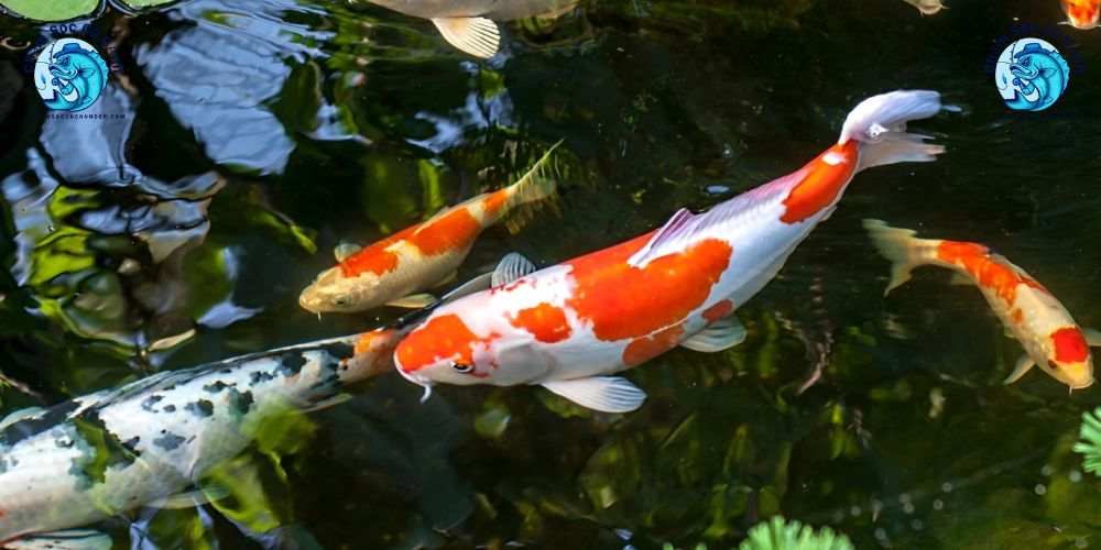 Vi sinh là gì và vì sao hồ cá Koi cần đến nó?