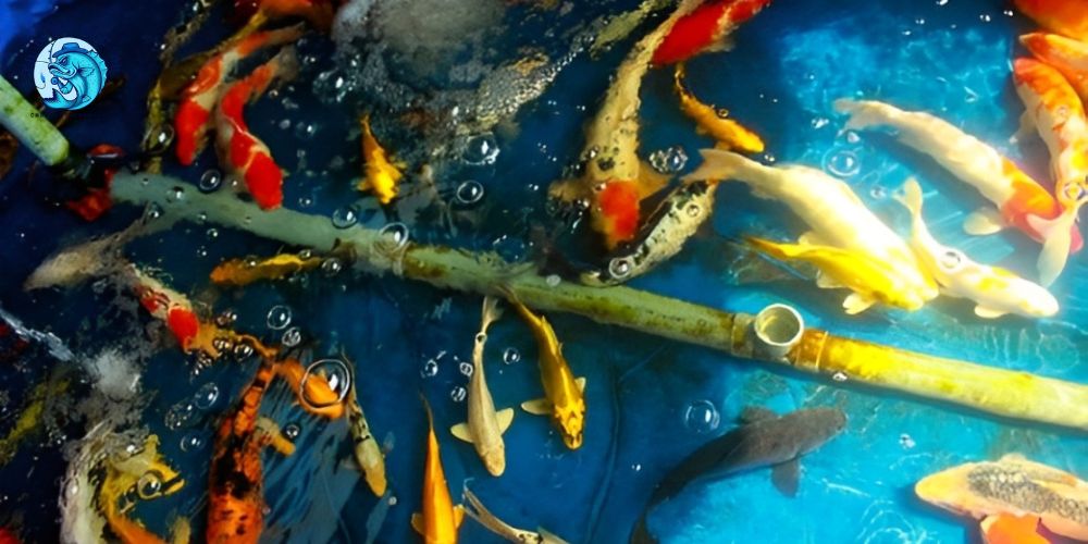 Cách chọn vi sinh phù hợp cho hồ cá Koi