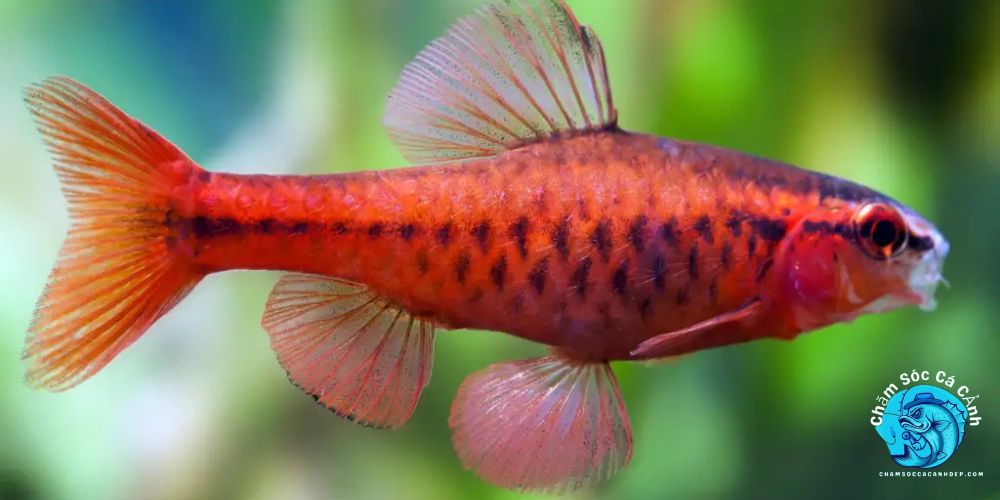 Nguồn gốc và tên gọi phổ biến