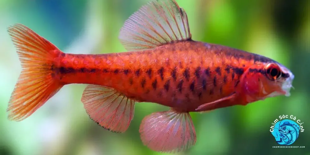 Nguồn gốc và tên gọi phổ biến