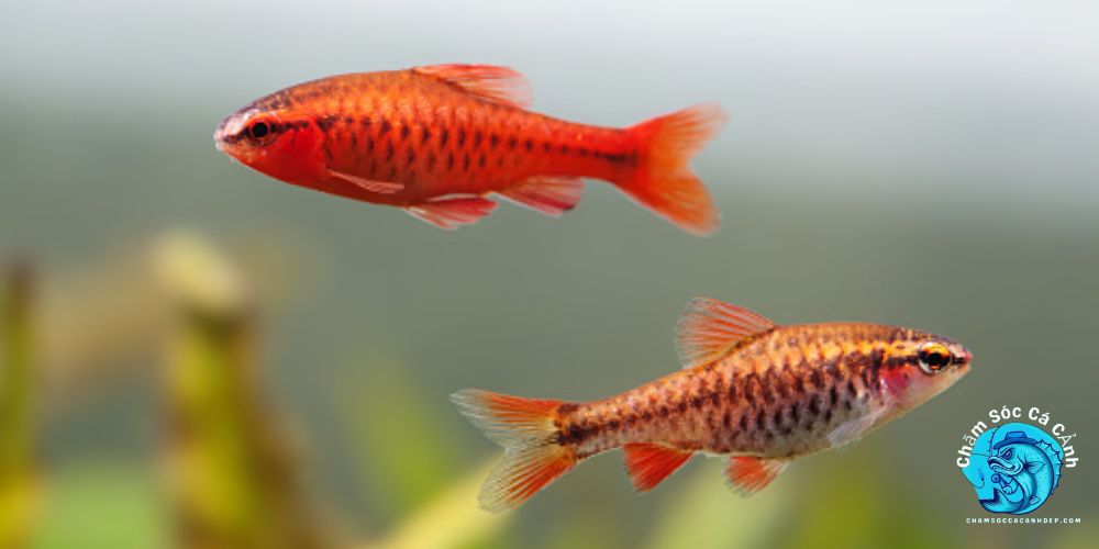 Hướng dẫn cách chăm sóc cá diếc anh đào 