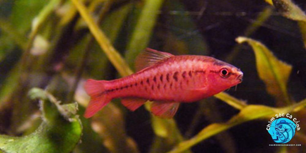 Một số lưu ý quan trọng