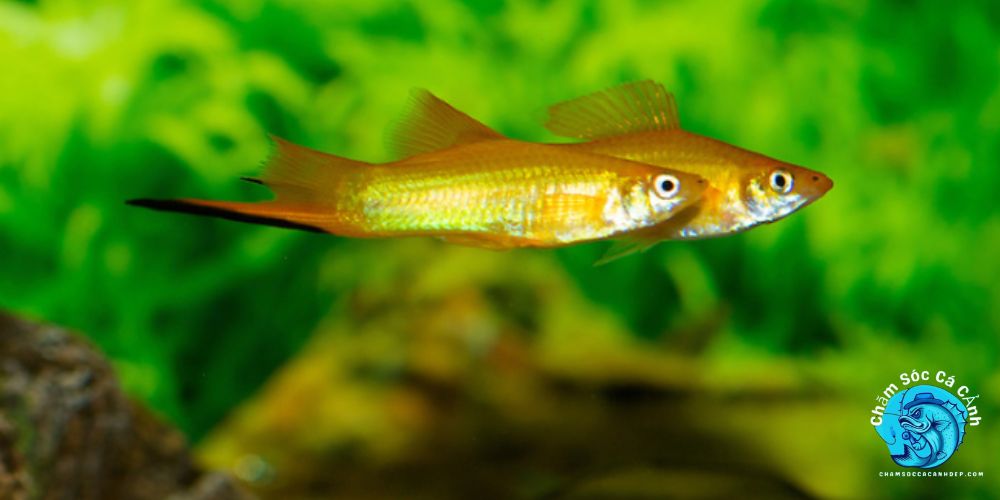 Giới thiệu về cá đuôi kiếm