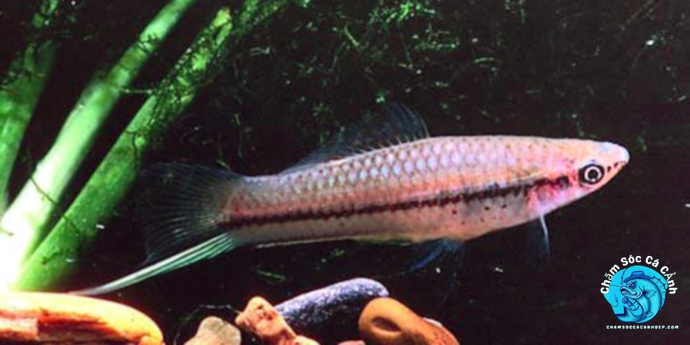 Cách nuôi cá đuôi kiếm hiệu quả