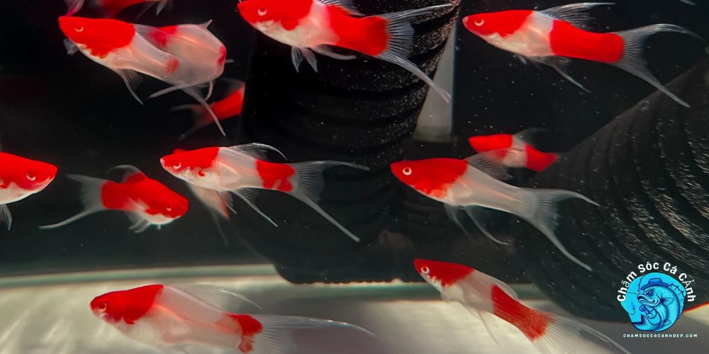 Lợi ích khi nuôi cá đuôi kiếm trong nhà