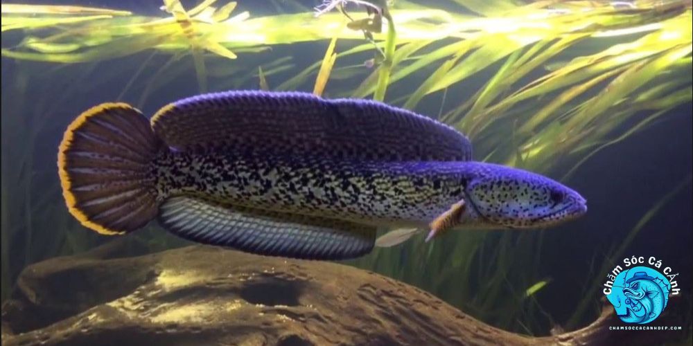 Cá Lóc Hoàng Đế - Loài Cá Cảnh Độc Lạ Khiến Ai Cũng Mê Tổng quan về Cá Lóc Hoàng Đế