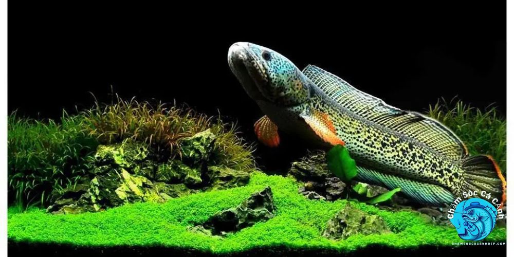 Cá Lóc Hoàng Đế - Loài Cá Cảnh Độc Lạ Khiến Ai Cũng Mê Vì sao Cá Lóc Hoàng Đế được săn đón?