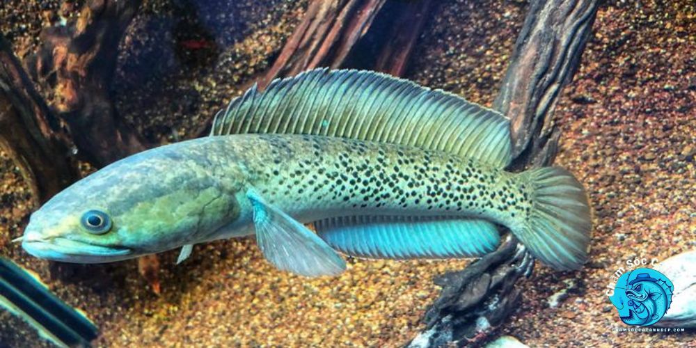 Cá Lóc Hoàng Đế - Loài Cá Cảnh Độc Lạ Khiến Ai Cũng Mê Lưu ý khi nuôi Cá Lóc Hoàng Đế