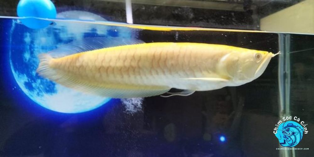 Giới thiệu về cá Rồng Albino