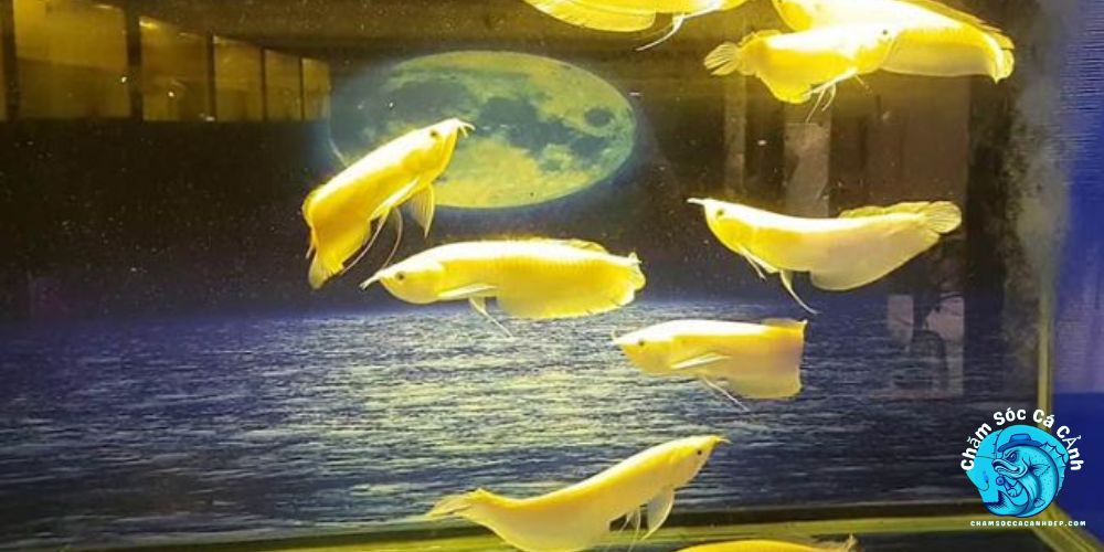 Kỹ thuật chăm sóc cá Rồng Albino