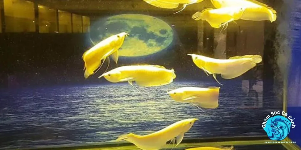 Kỹ thuật chăm sóc cá Rồng Albino