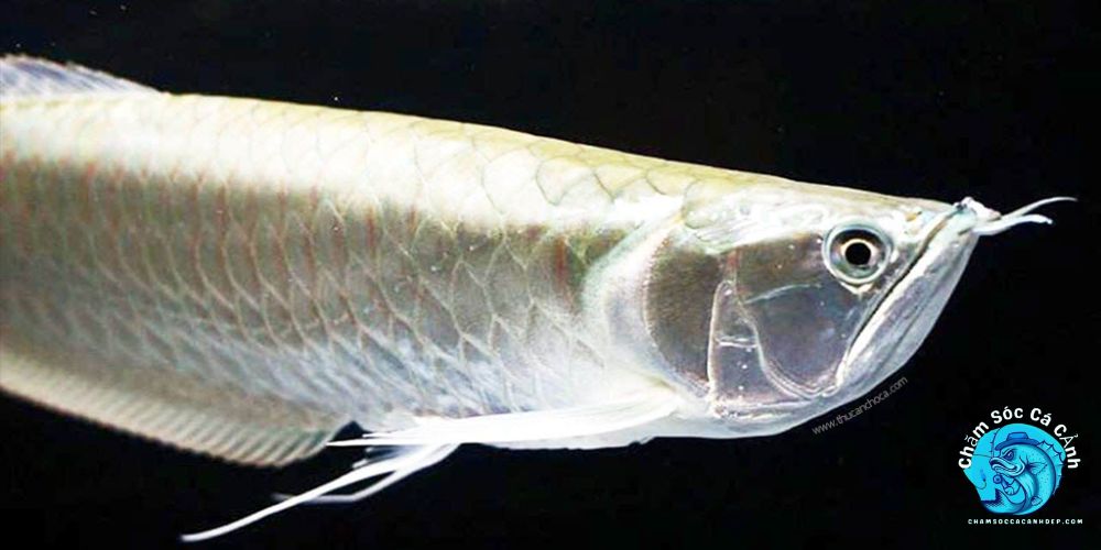 Kinh nghiệm chọn mua cá Rồng Albino khỏe mạnh